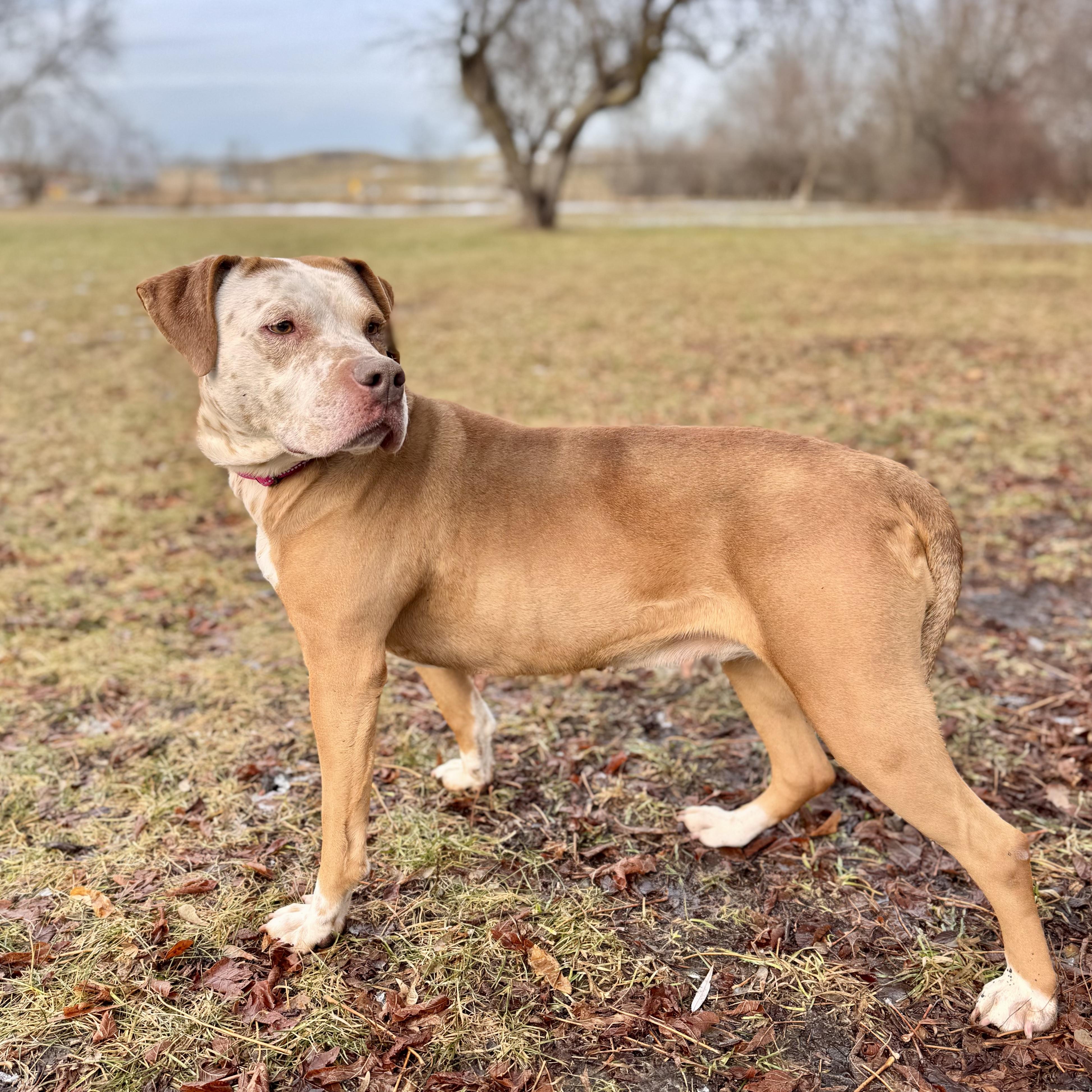 Princessa, ADOPTABLE, Senior Female Labrador Retriever & English Pointer.