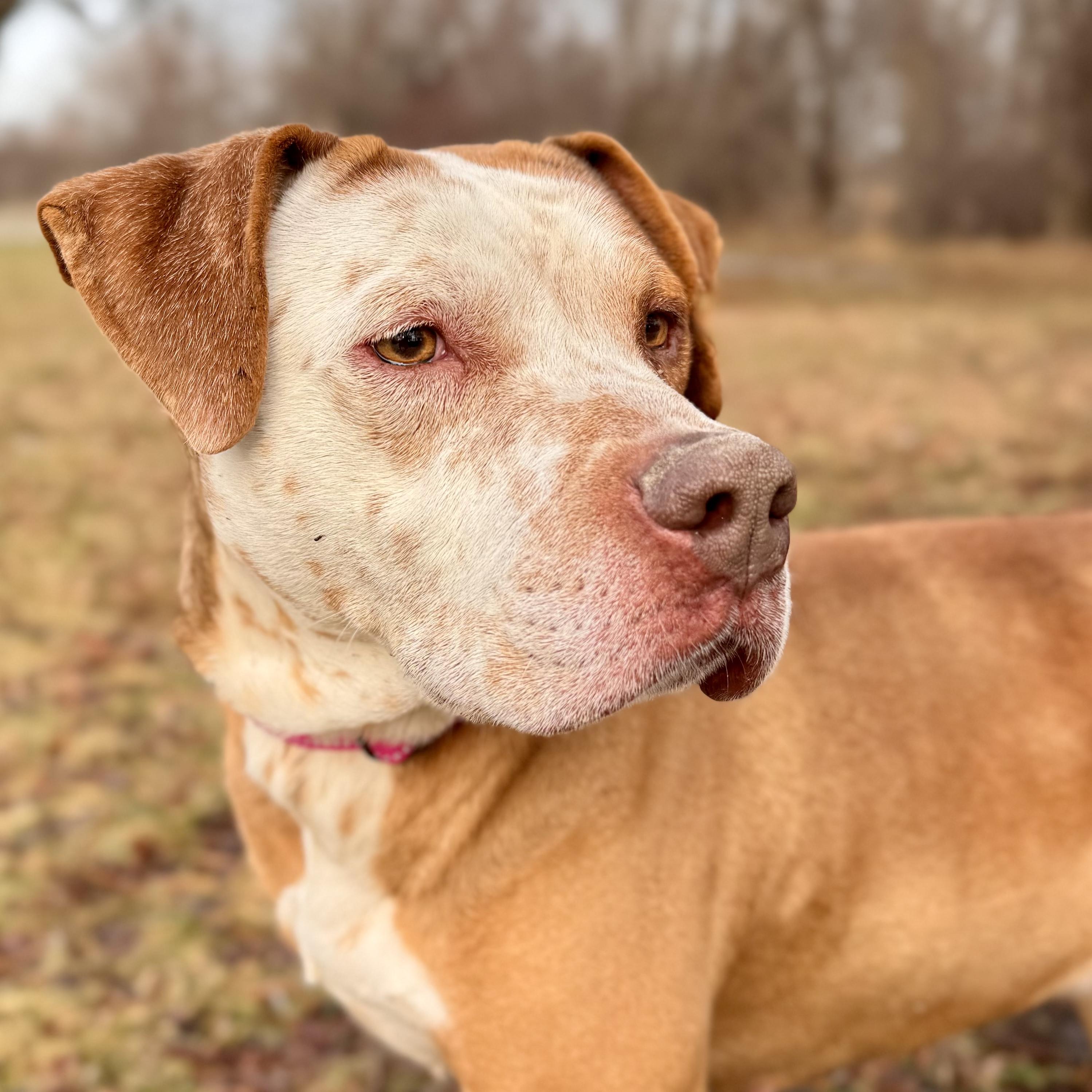 Enlarge Princessa, a ADOPTABLE mixed breed in Midland, MI image 2/4