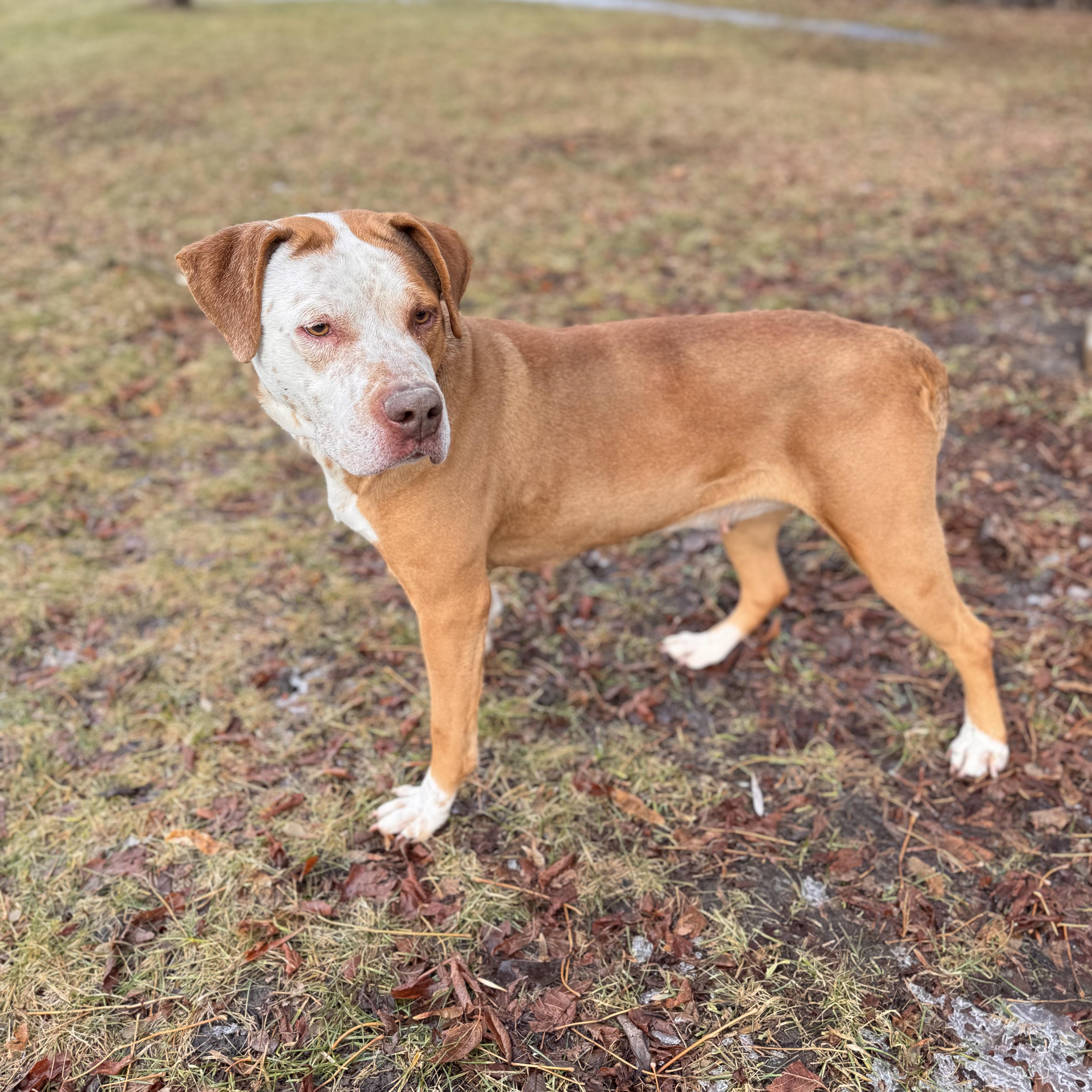 Enlarge Princessa, a ADOPTABLE mixed breed in Midland, MI image 4/4