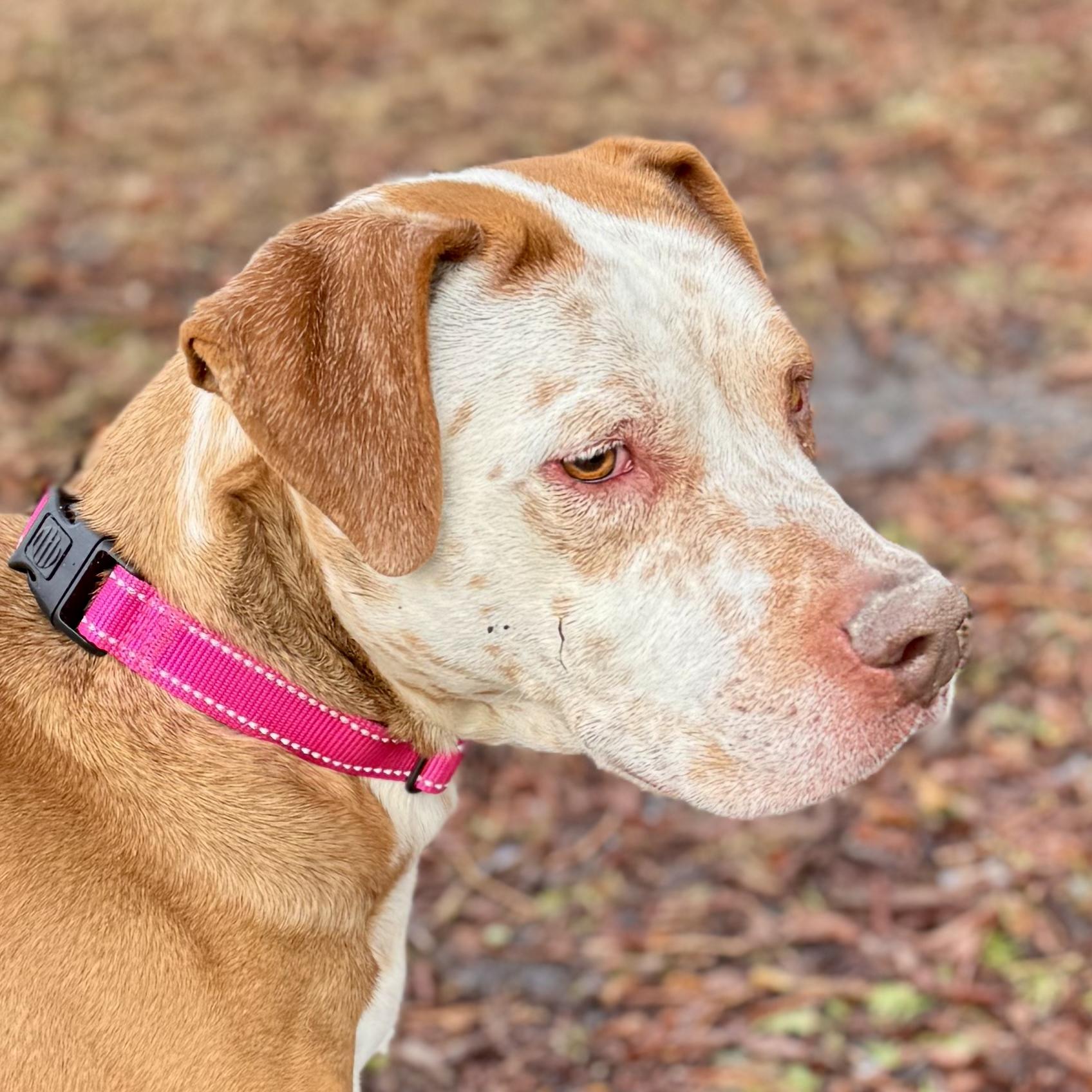 Enlarge Princessa, a ADOPTABLE mixed breed in Midland, MI image 3/4