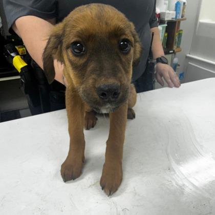 Jeni, Adoptable, Puppy Female Mixed Breed & Mixed Breed.