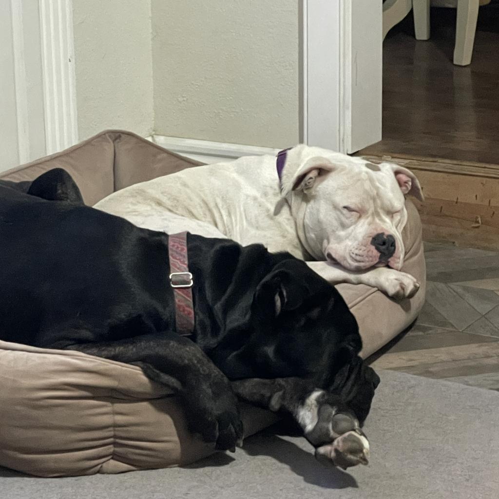 Duck, a Adoptable mixed breed in Los Angeles, CA image 2/6