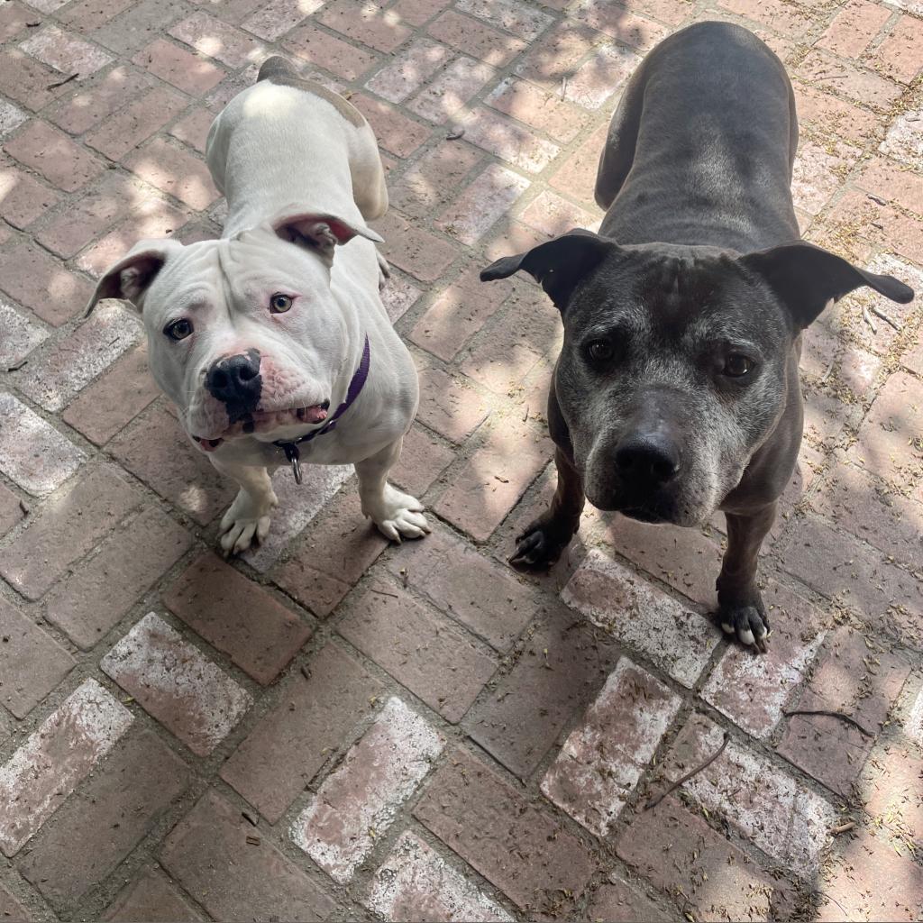 Duck, a Adoptable mixed breed in Los Angeles, CA image 5/6