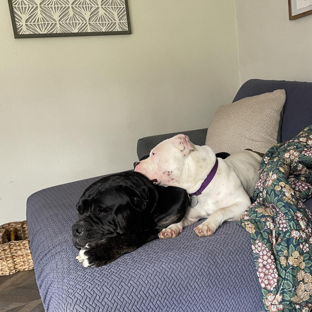 Duck, a Adoptable mixed breed in Los Angeles, CA image 6/6