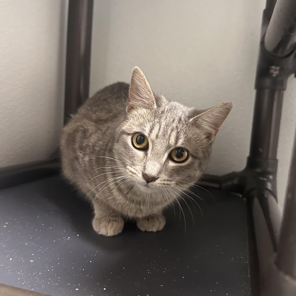 Haunny, Adoptable, Young Female Domestic Short Hair.