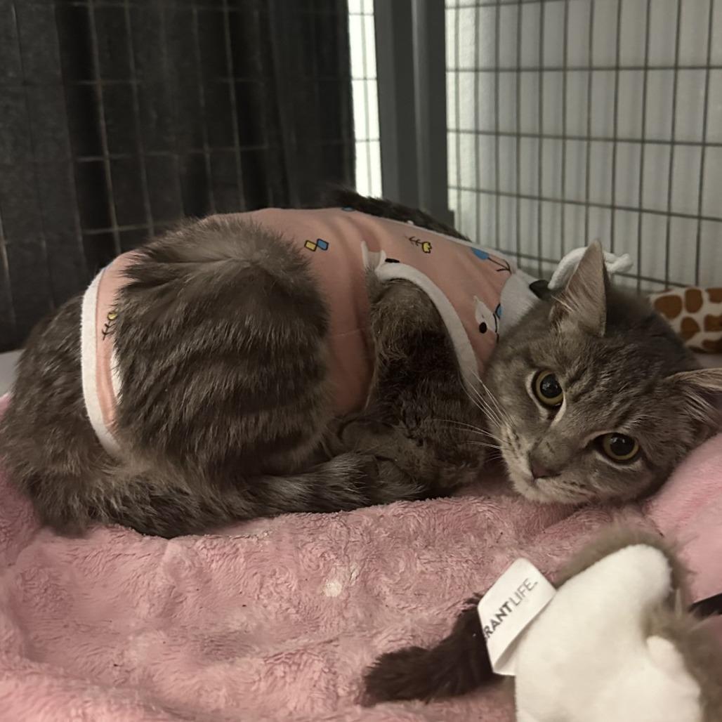 Enlarge Haunny, a Adoptable Domestic Short Hair in Blue Ridge, GA image 2/2