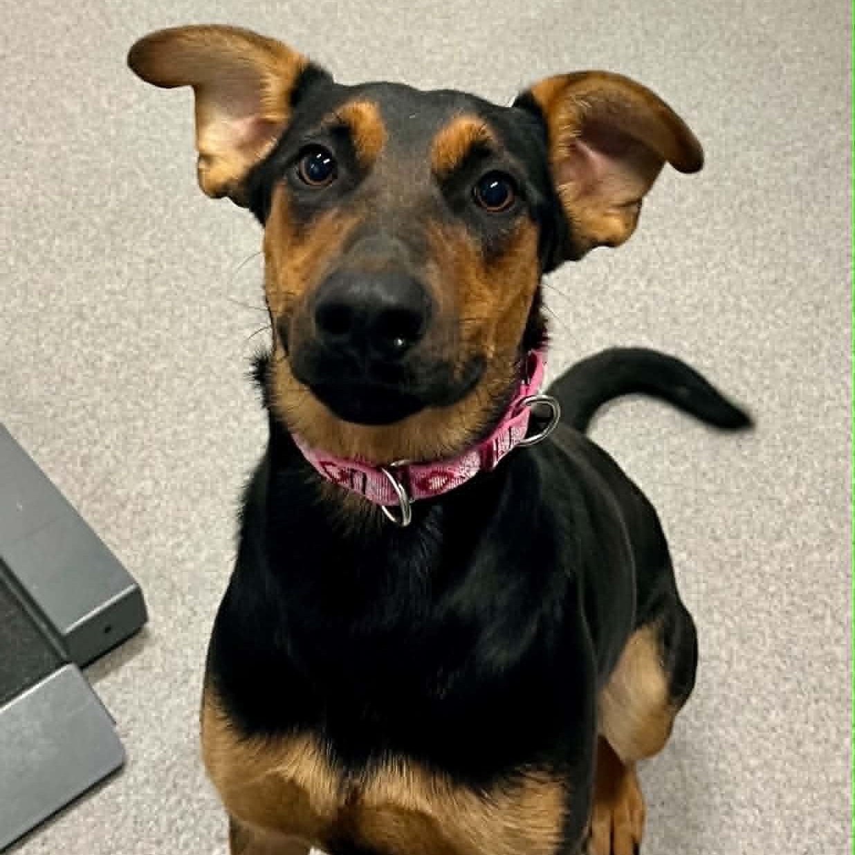 Enlarge Shiloh, a ADOPTABLE Mixed Breed in Moundsville, WV image 1/1