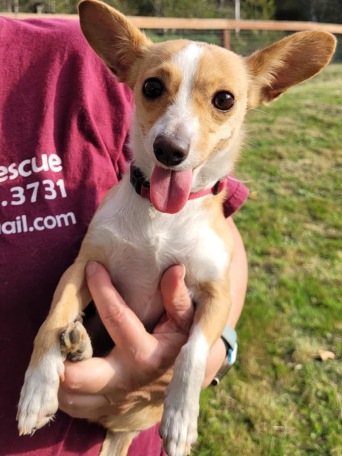 Dog for adoption Rain, a Chihuahua in Covington, WA Petfinder