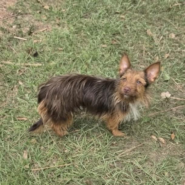 Enlarge Coco Cinnamon, a Adoptable mixed breed in Houston, TX image 1/6