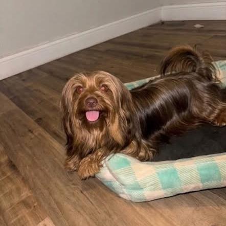 Enlarge Coco Cinnamon, a Adoptable mixed breed in Houston, TX image 2/6