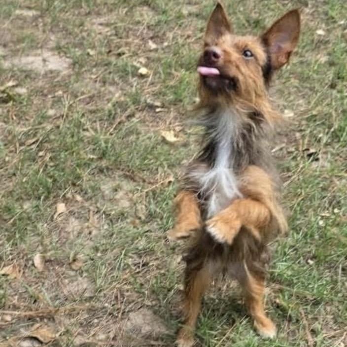 Enlarge Coco Cinnamon, a Adoptable mixed breed in Houston, TX image 4/6