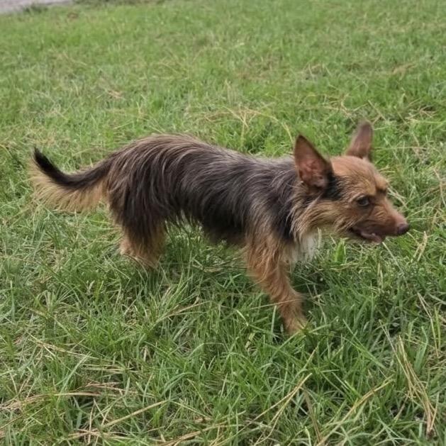 Enlarge Coco Cinnamon, a Adoptable mixed breed in Houston, TX image 5/6