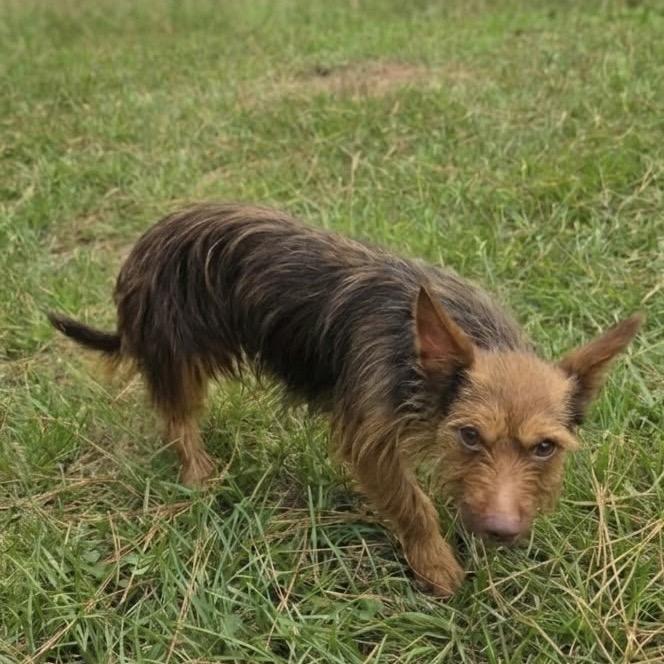 Enlarge Coco Cinnamon, a Adoptable mixed breed in Houston, TX image 6/6