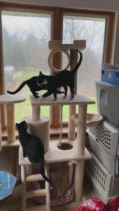 Enlarge Tucker, a Adopted mixed breed in Covington, KY video 6/11