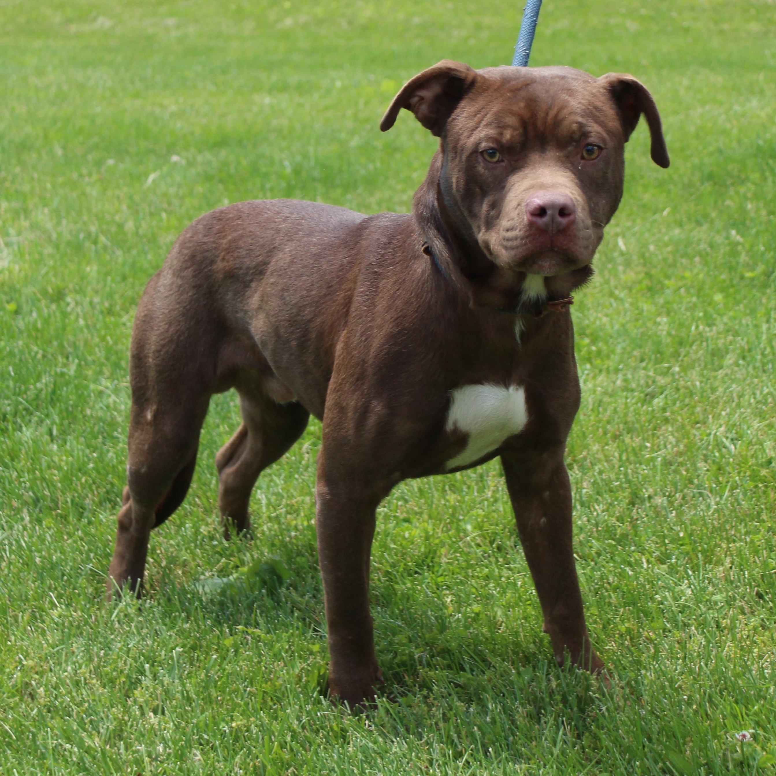 Linus (11908), ADOPTABLE, Young Male Pit Bull Terrier.