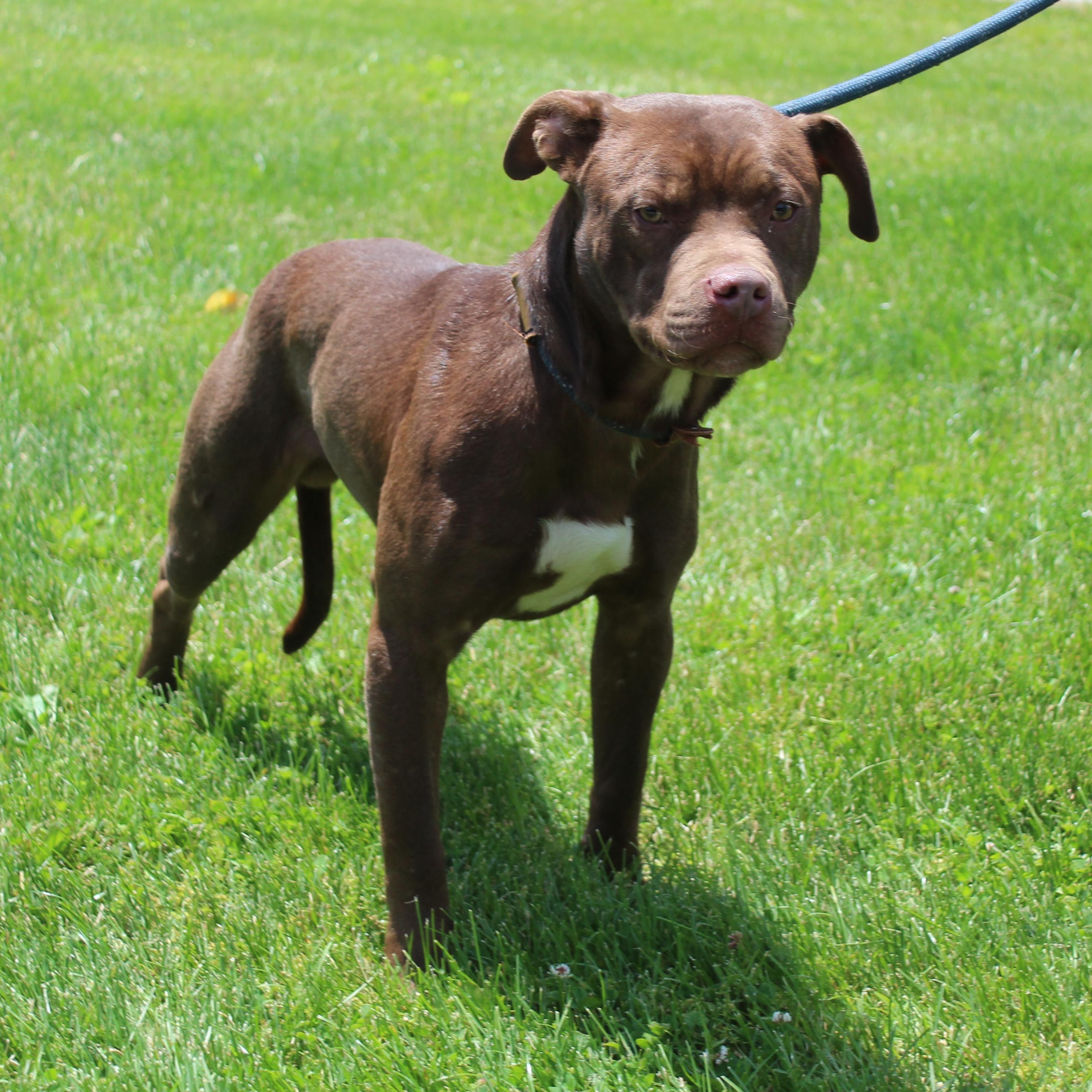 Linus (11908), a ADOPTABLE mixed breed in Heath, OH image 2/2