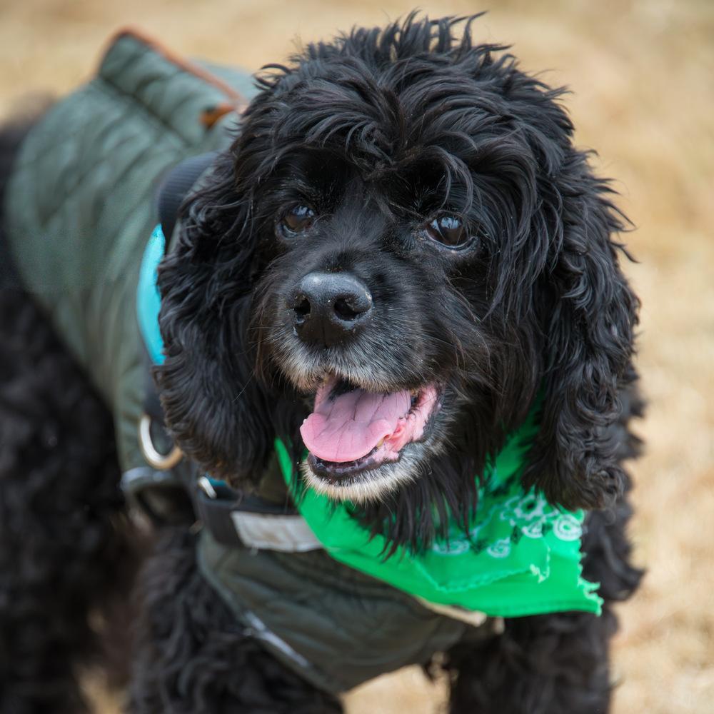 Kevin, Adoptable, Adult Male Cocker Spaniel.
