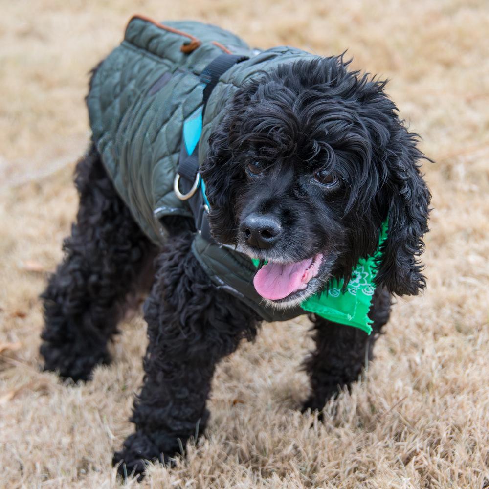 Enlarge Kevin, a Adoptable Cocker Spaniel in Marietta, GA image 2/6