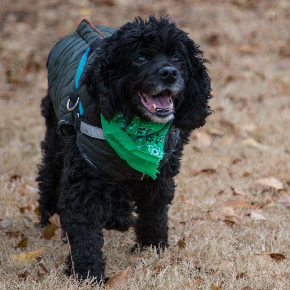Enlarge Kevin, a Adoptable Cocker Spaniel in Marietta, GA image 3/6
