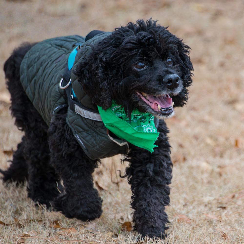 Enlarge Kevin, a Adoptable Cocker Spaniel in Marietta, GA image 5/6