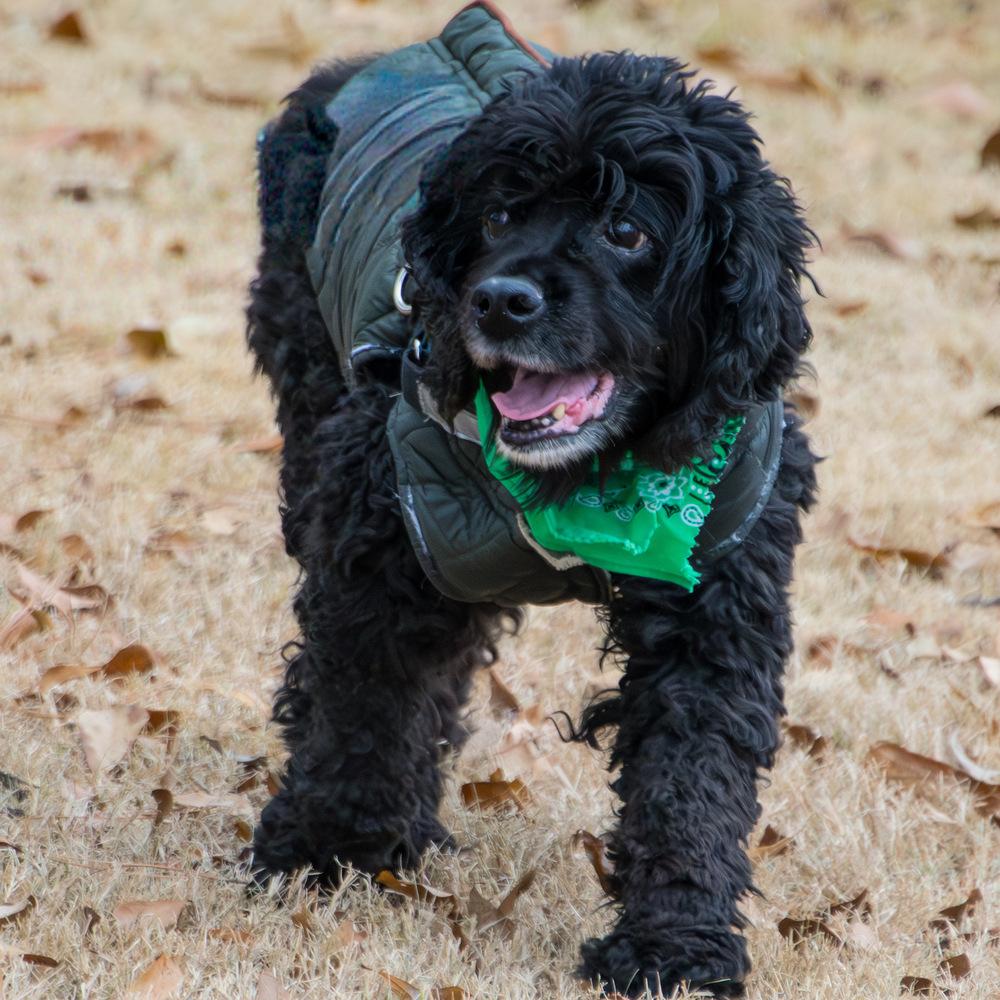 Enlarge Kevin, a Adoptable Cocker Spaniel in Marietta, GA image 6/6