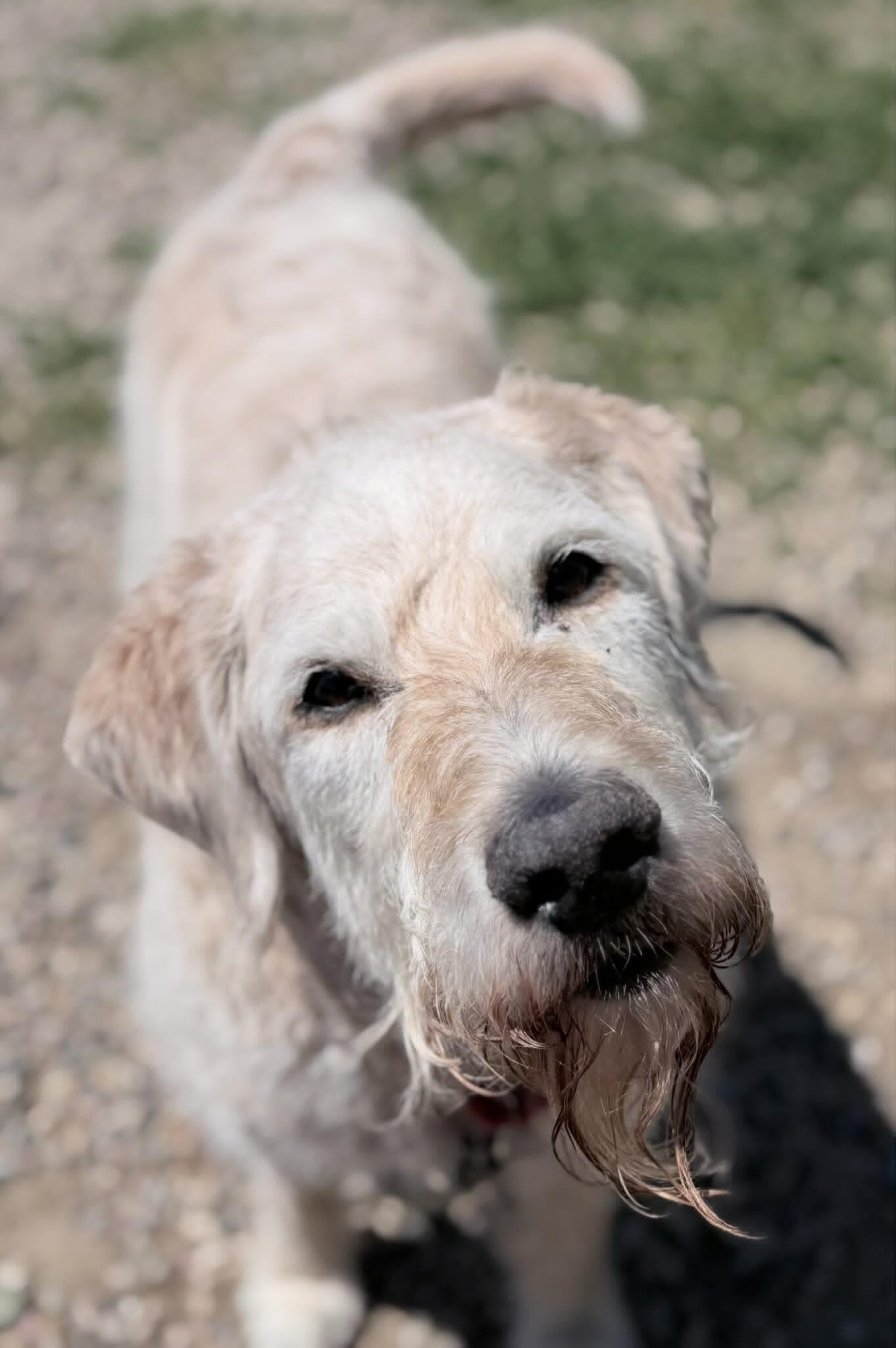 Kilo, a Adoptable mixed breed in Fruit Heights, UT image 2/6
