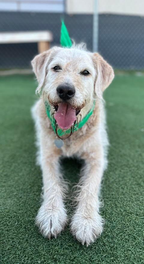 Kilo, a Adoptable mixed breed in Fruit Heights, UT image 3/6