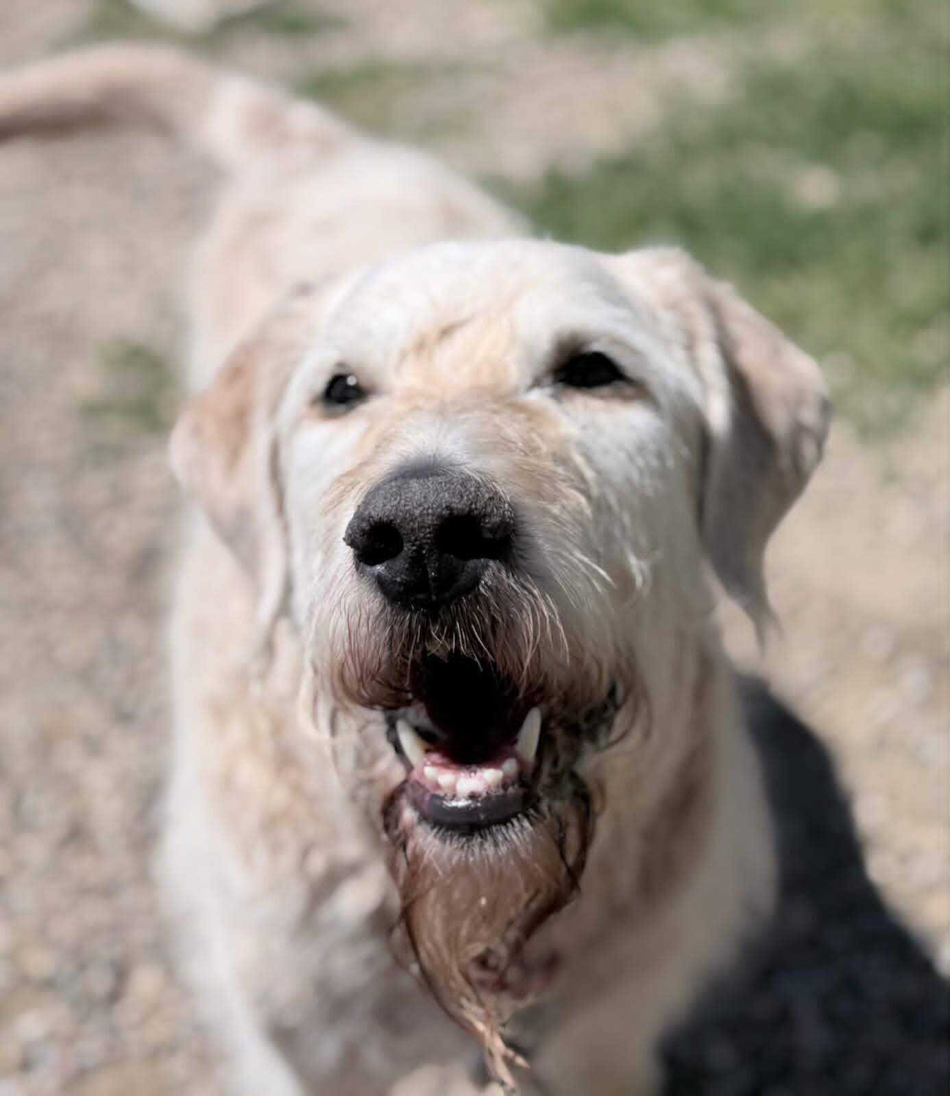 Kilo, a Adoptable mixed breed in Fruit Heights, UT image 4/6