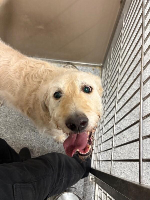 Kilo, a Adoptable mixed breed in Fruit Heights, UT image 5/6