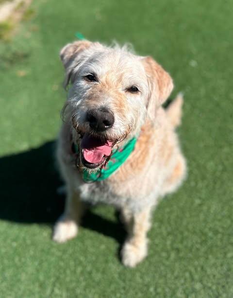 Kilo, a Adoptable mixed breed in Fruit Heights, UT image 6/6