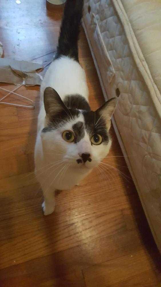 Steve Drake, Adopted, Adult Male Domestic Short Hair.