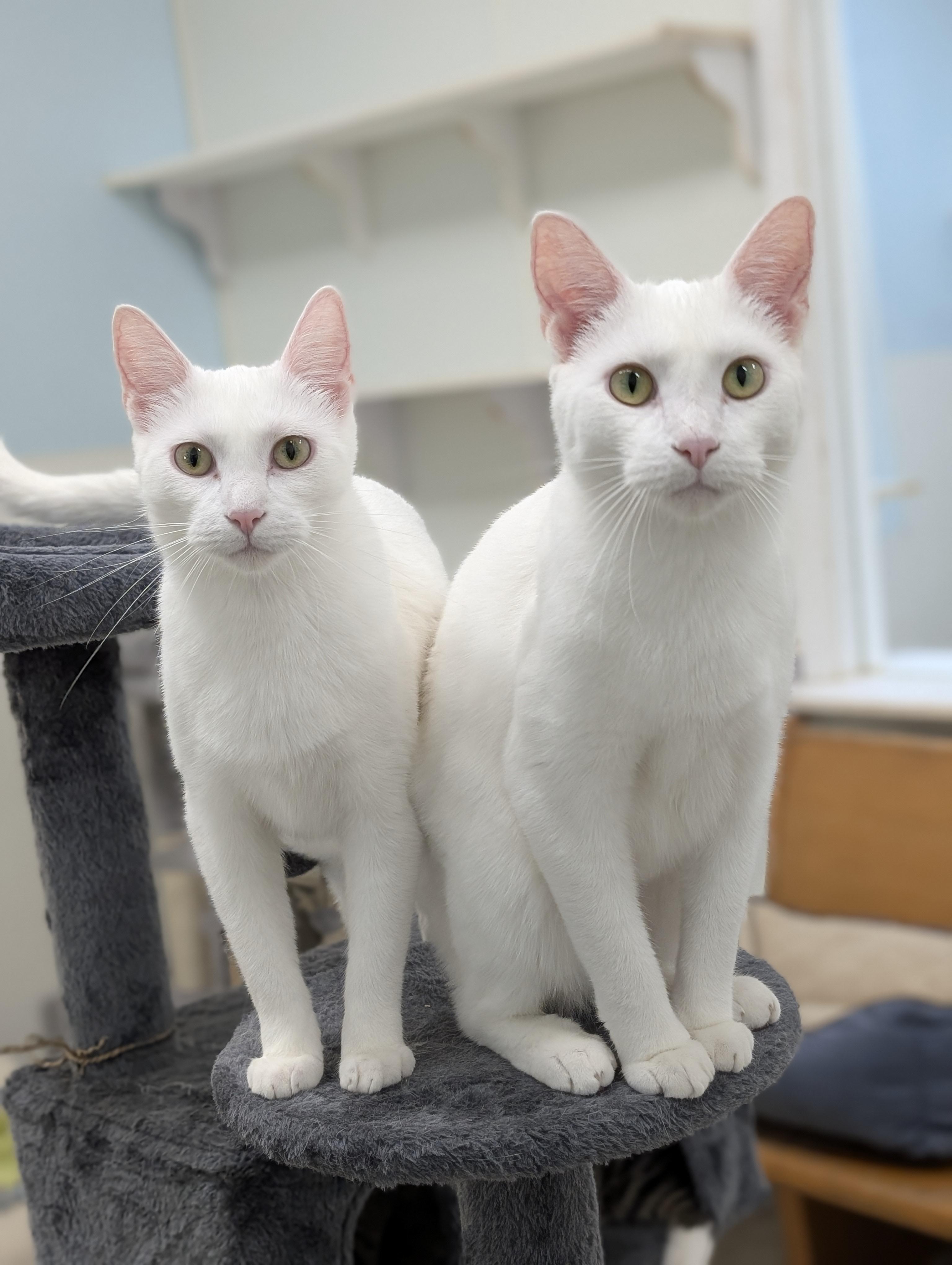 Nimbus, a Adoptable Domestic Short Hair in Tilton, IL image 3/6