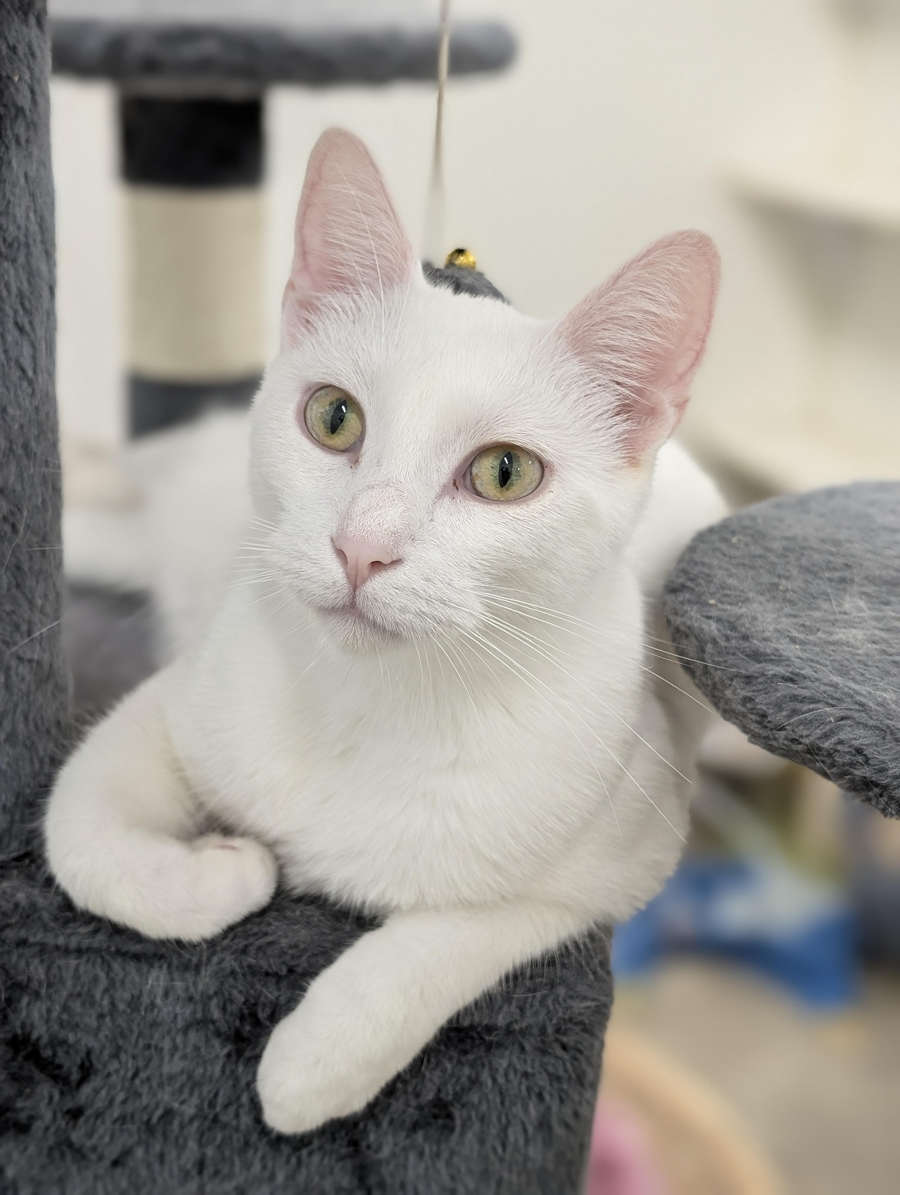 Nimbus, a Adoptable Domestic Short Hair in Tilton, IL image 1/6