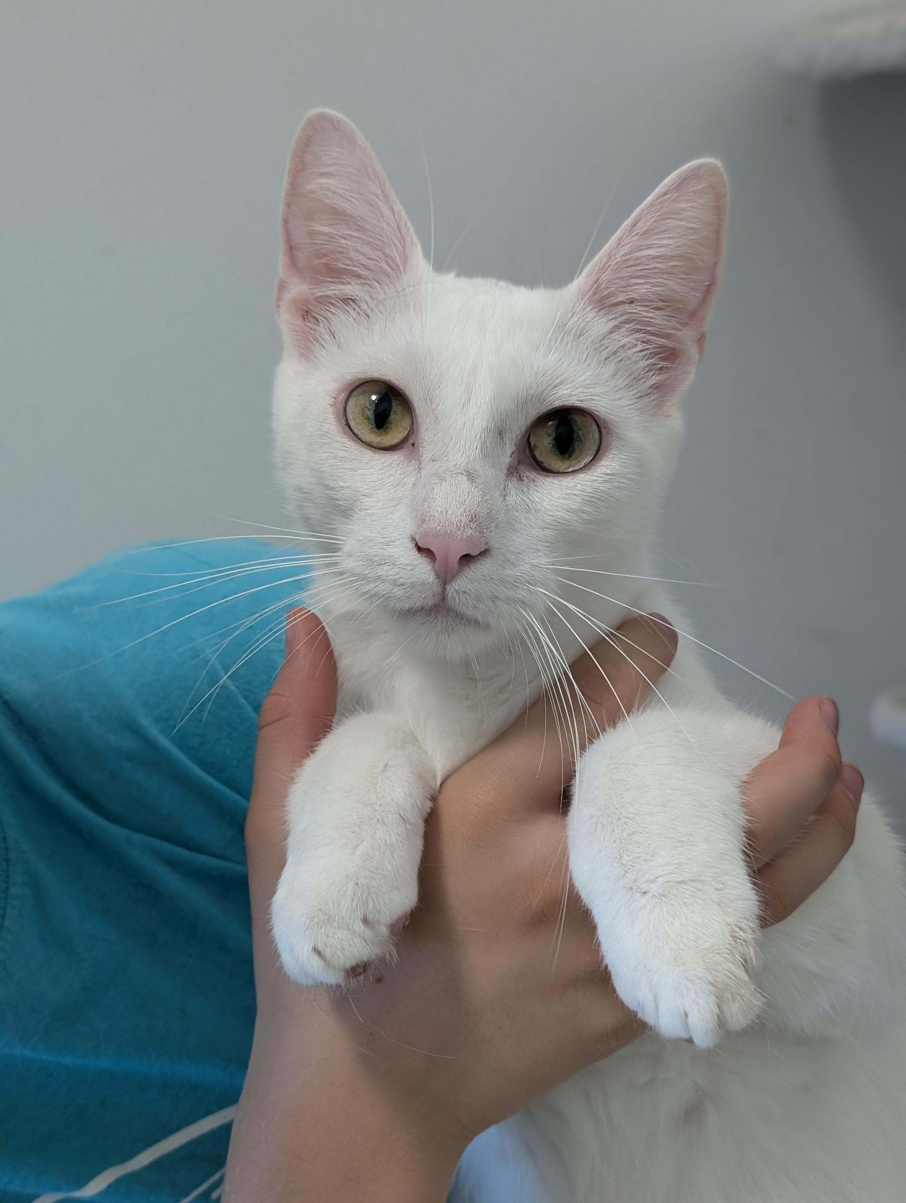 Nimbus, a Adoptable Domestic Short Hair in Tilton, IL image 5/6