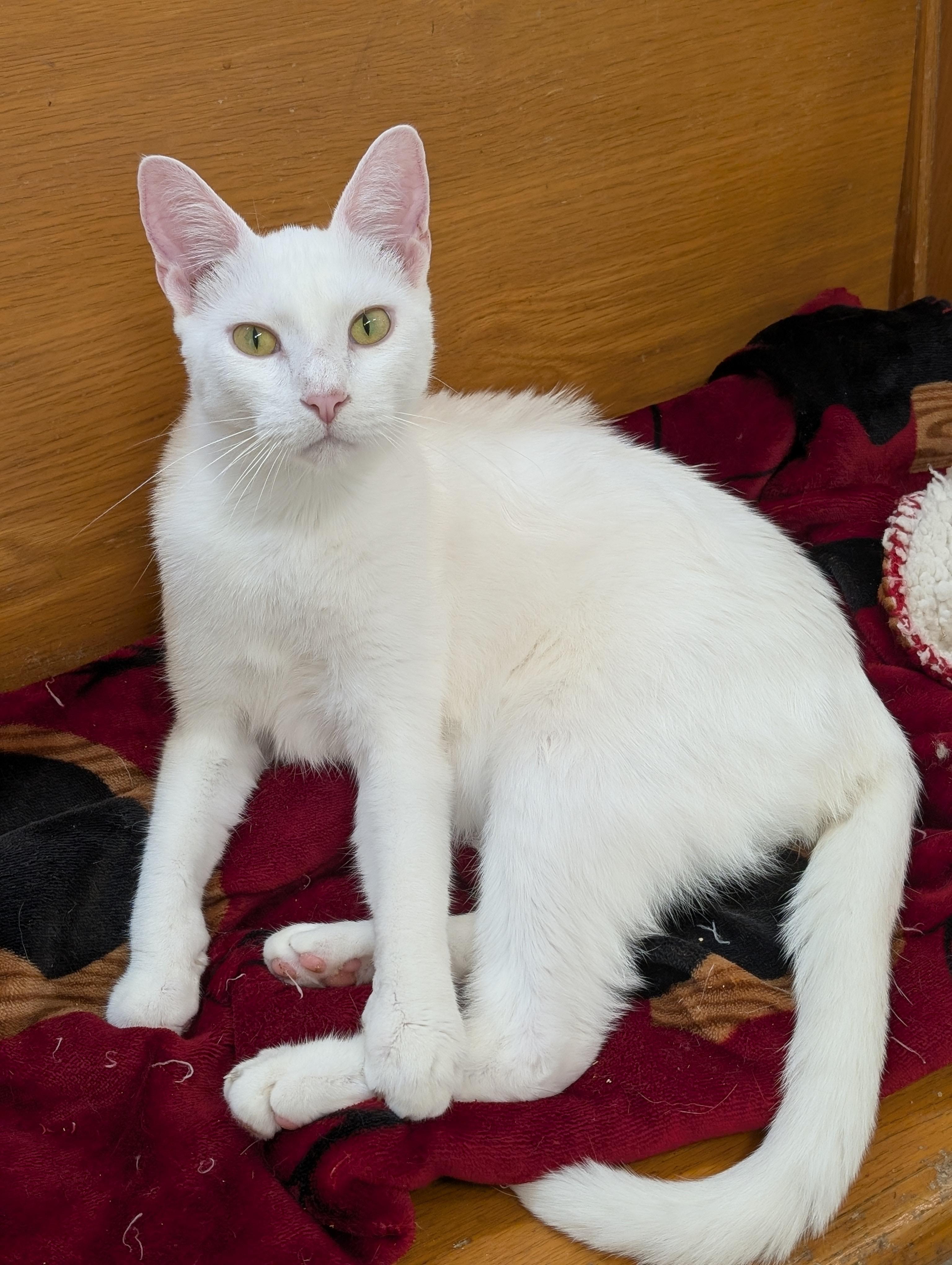 Nimbus, a Adoptable Domestic Short Hair in Tilton, IL image 4/6
