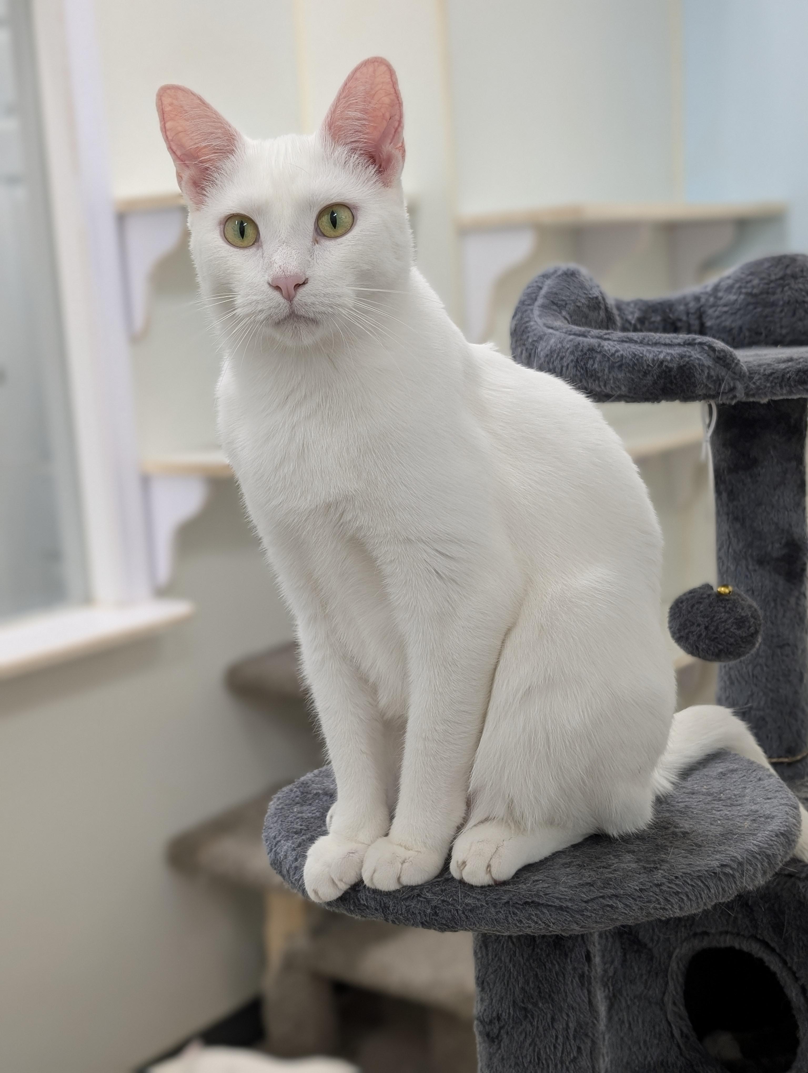 Nimbus, a Adoptable Domestic Short Hair in Tilton, IL image 2/6