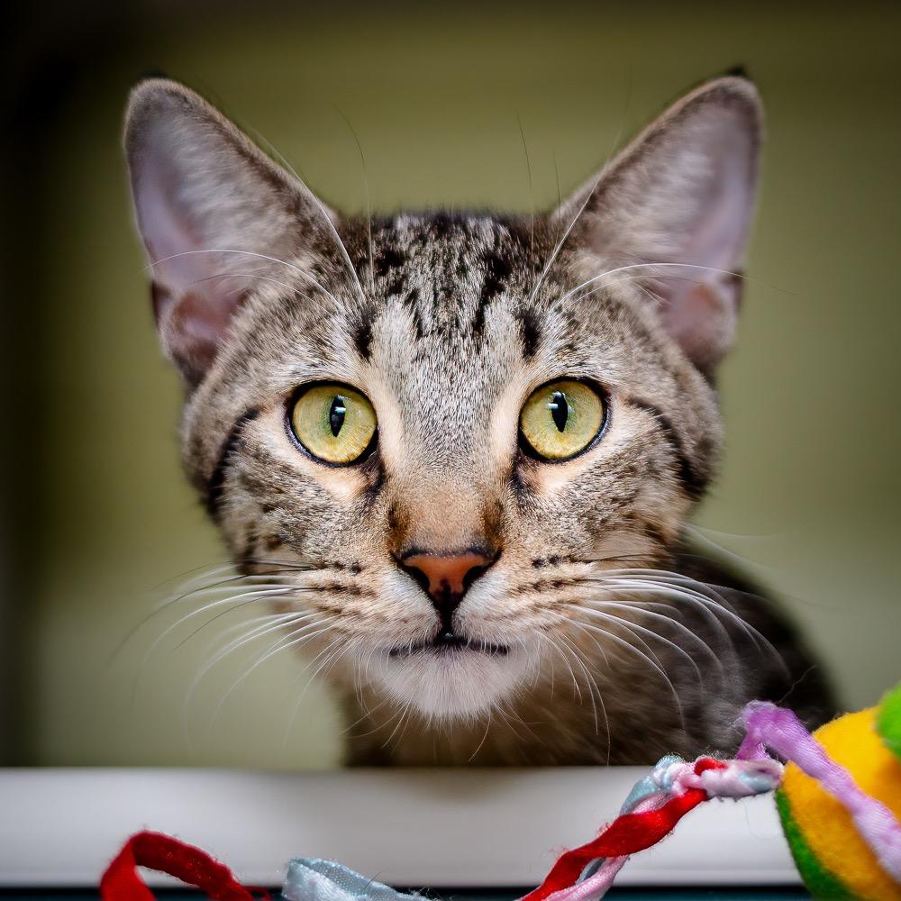 Vulcan, a Adoptable mixed breed in Saint Petersburg, FL image 1/2