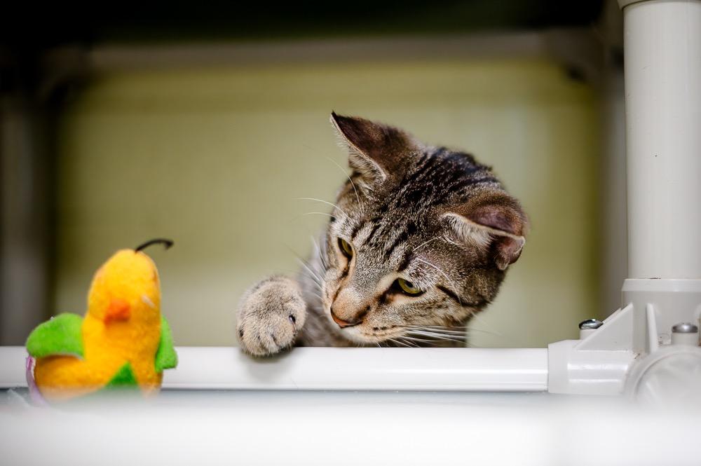 Vulcan, a Adoptable mixed breed in Saint Petersburg, FL image 2/2