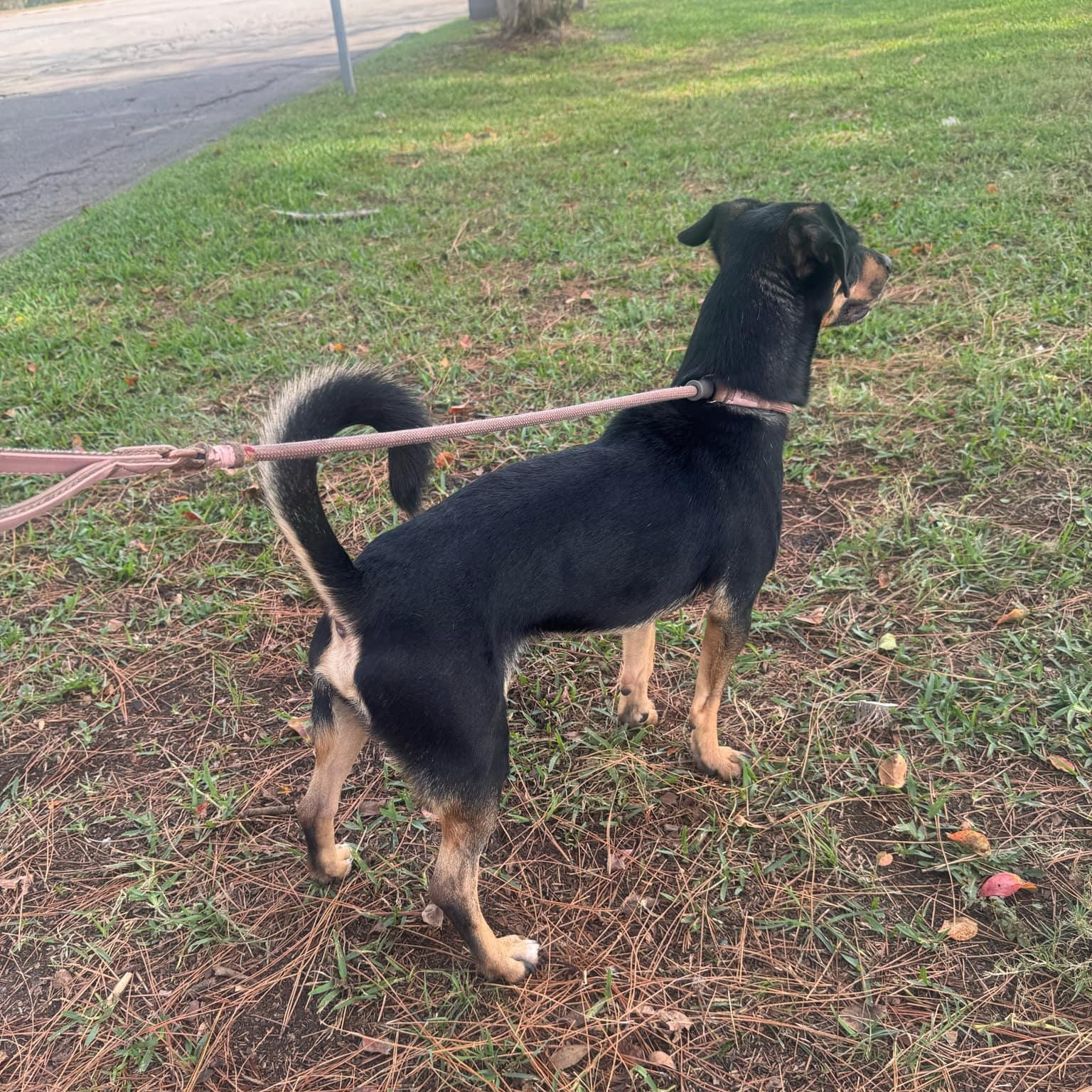 Chappy - in foster home