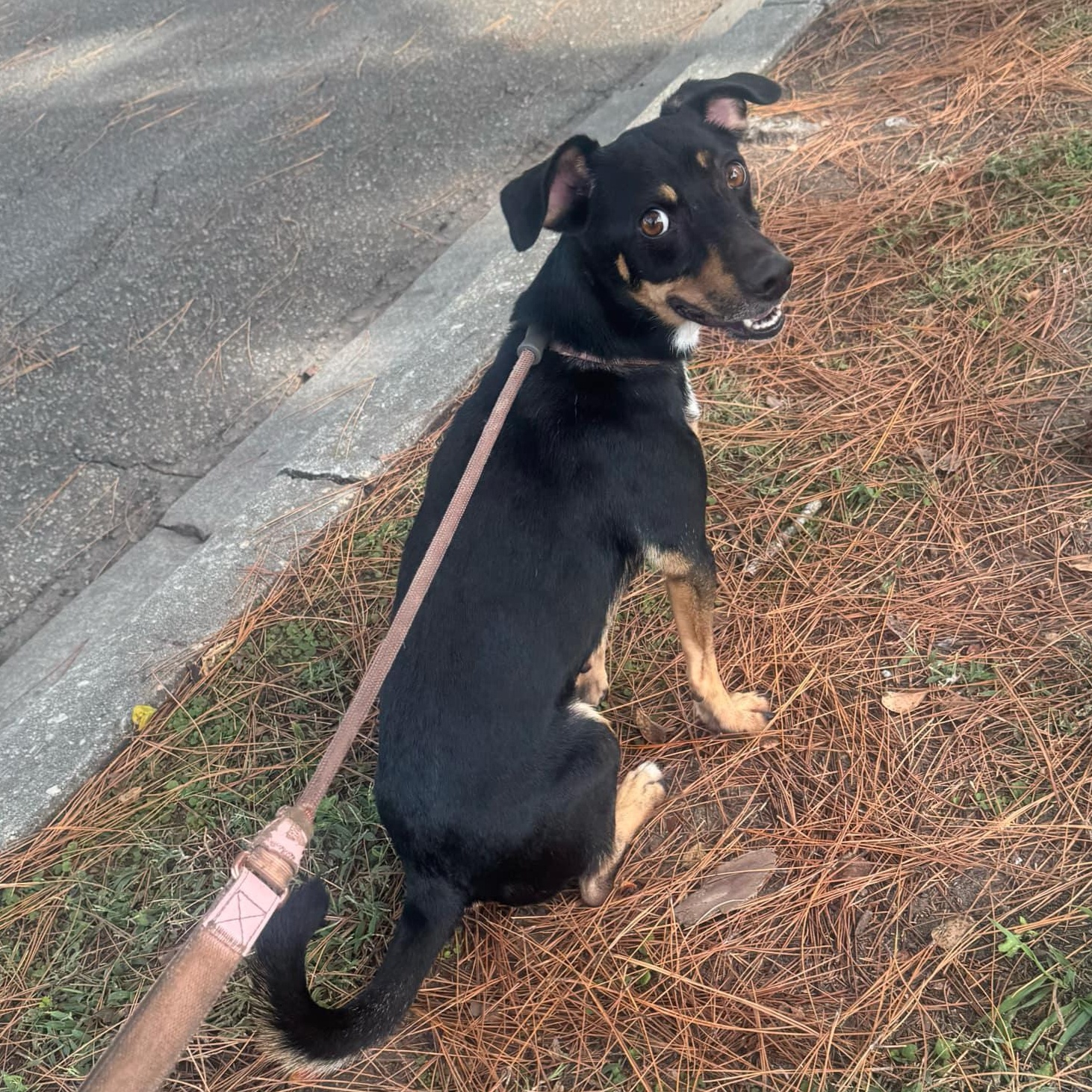 Chappy - in foster home