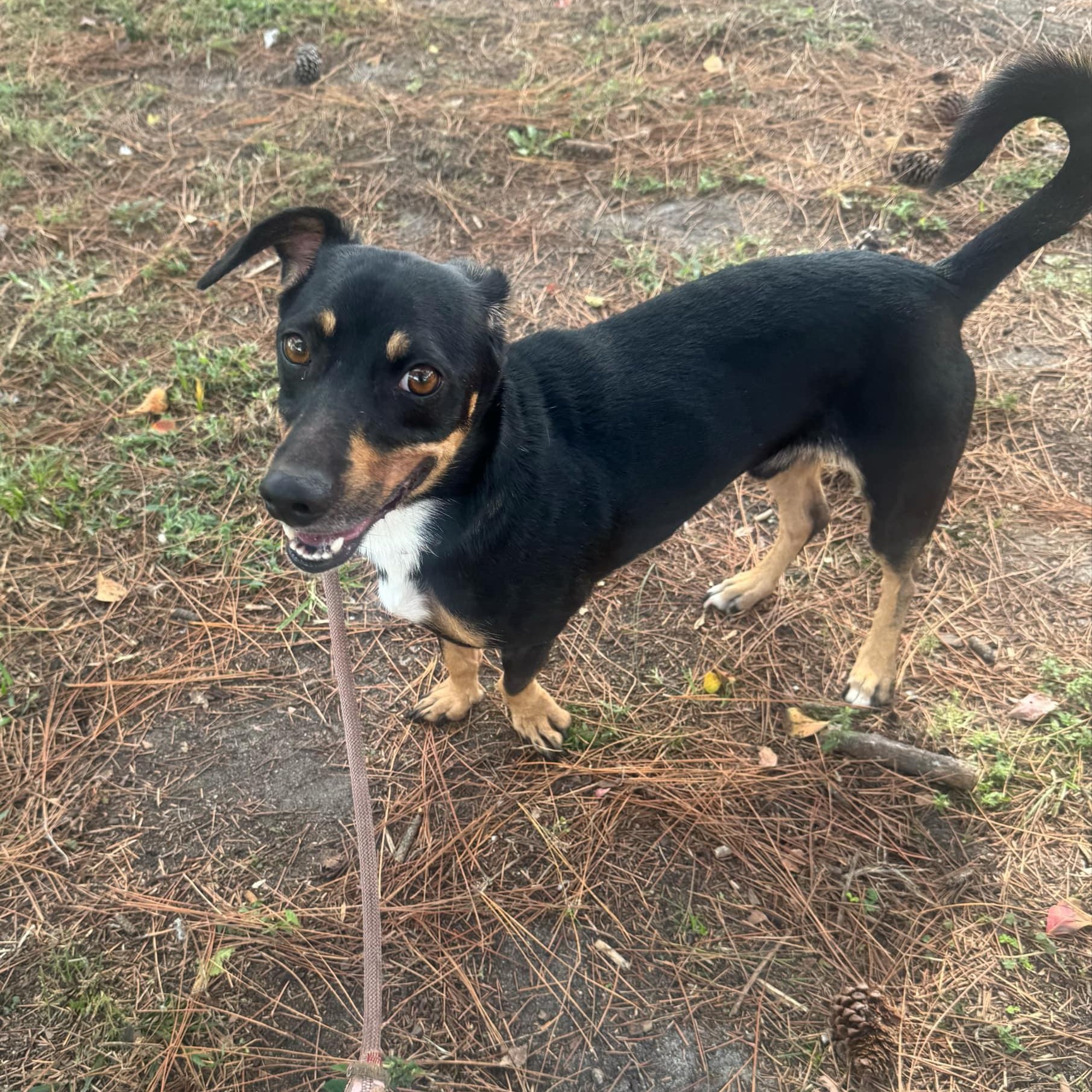 Chappy - in foster home