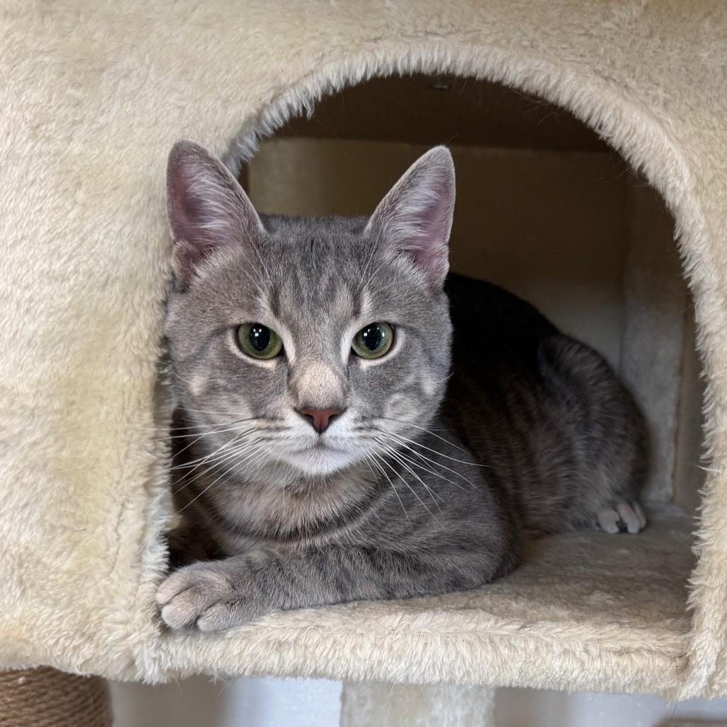 Billy, a Adoptable Domestic Short Hair in Easton, PA image 1/6