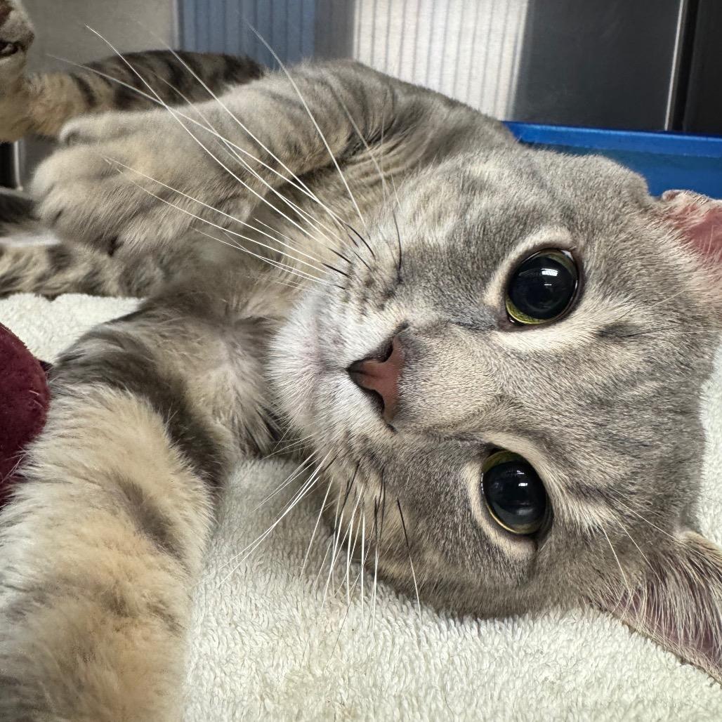Billy, a Adoptable Domestic Short Hair in Easton, PA image 2/6