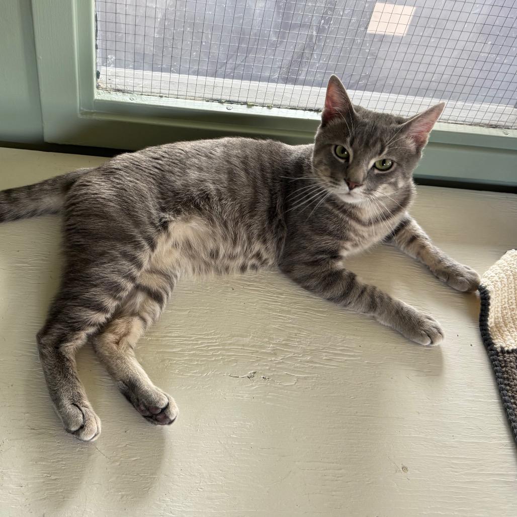 Billy, a Adoptable Domestic Short Hair in Easton, PA image 3/6