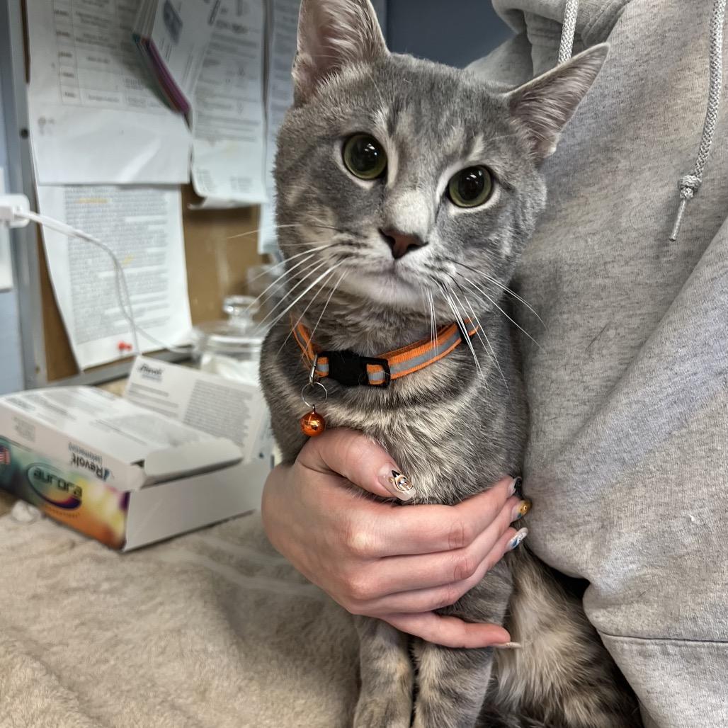 Billy, a Adoptable Domestic Short Hair in Easton, PA image 4/6