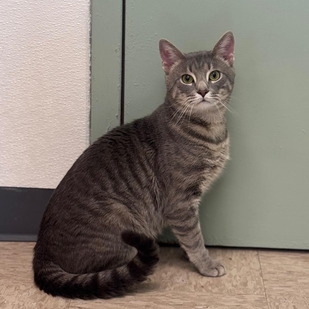 Billy, a Adoptable Domestic Short Hair in Easton, PA image 5/6