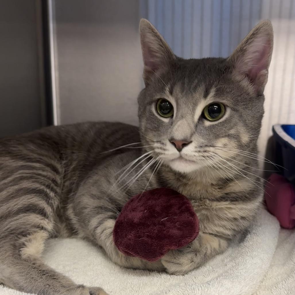Billy, a Adoptable Domestic Short Hair in Easton, PA image 6/6