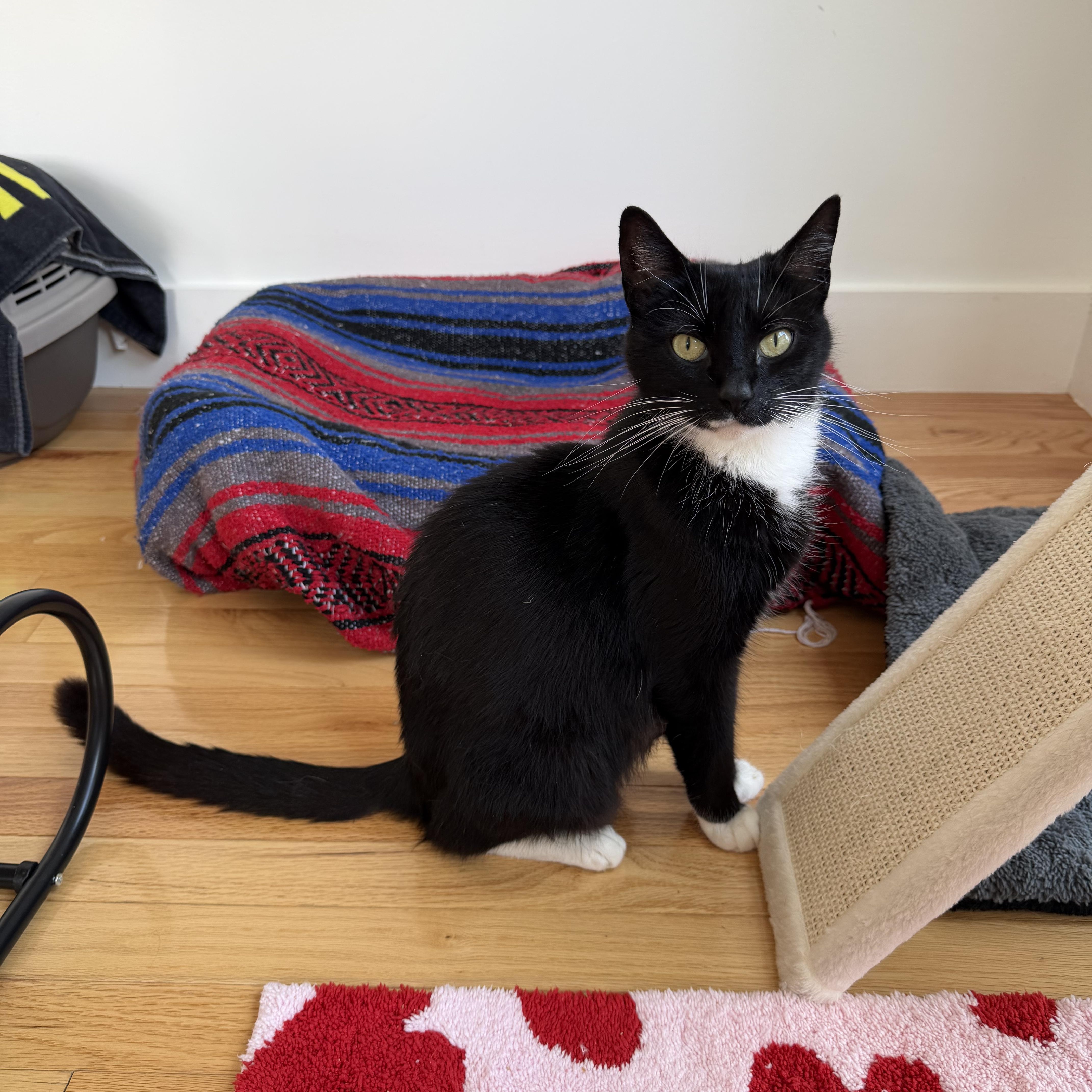 Maddy, ADOPTABLE, Adult Female Tuxedo & Domestic Short Hair.