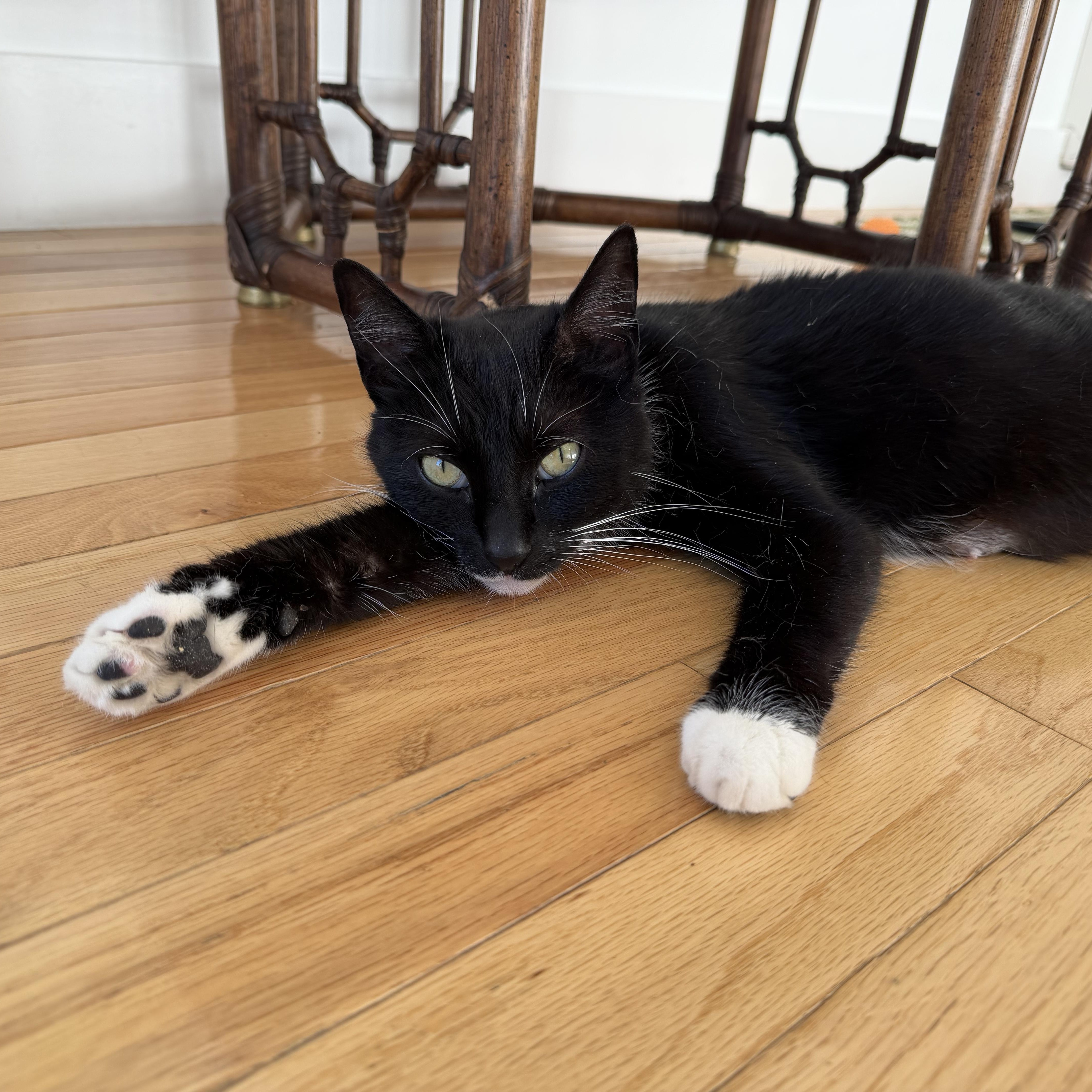Maddy, a ADOPTABLE mixed breed in Moriches, NY image 2/3