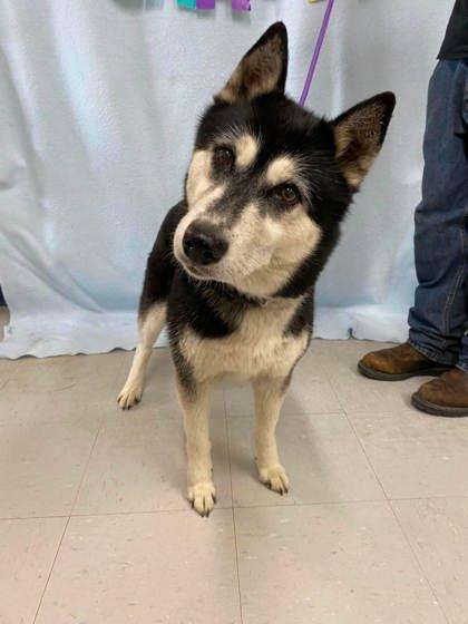 Denali, Adoptable, Adult Female Siberian Husky & Mixed Breed.